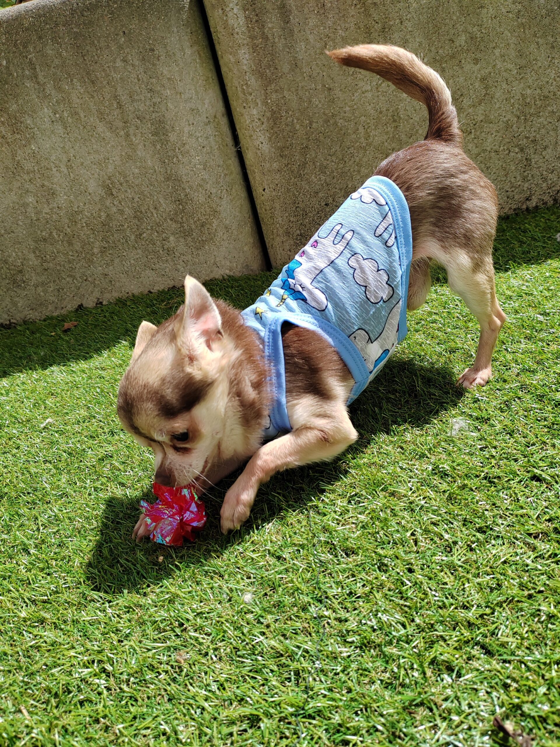 débardeur pour chien