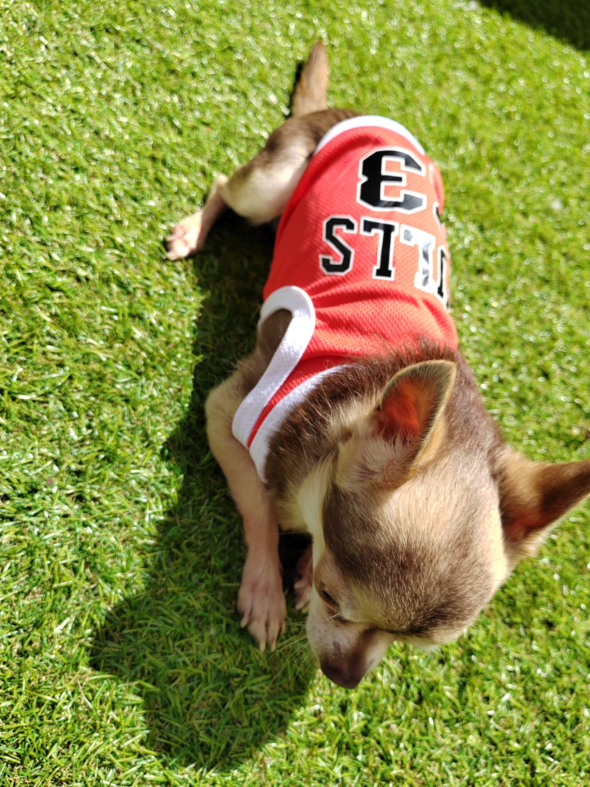 débardeur pour chien