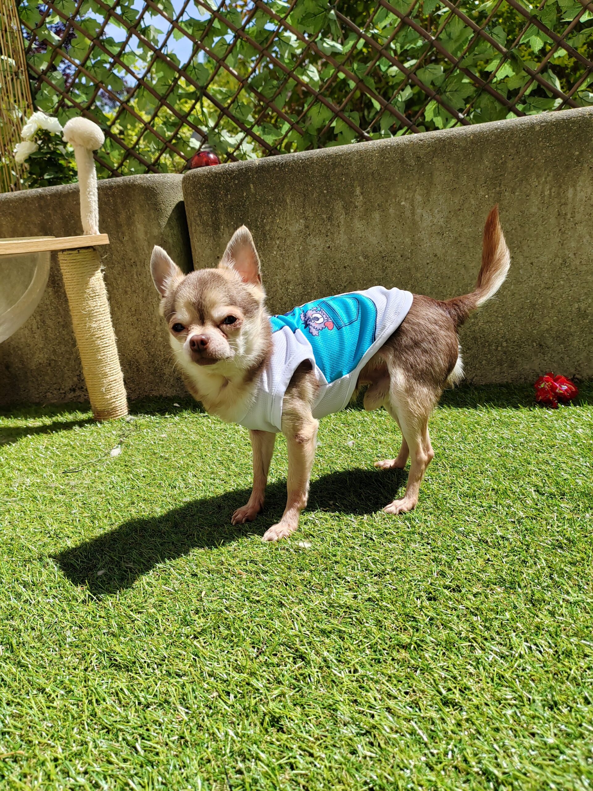 débardeur pour chien