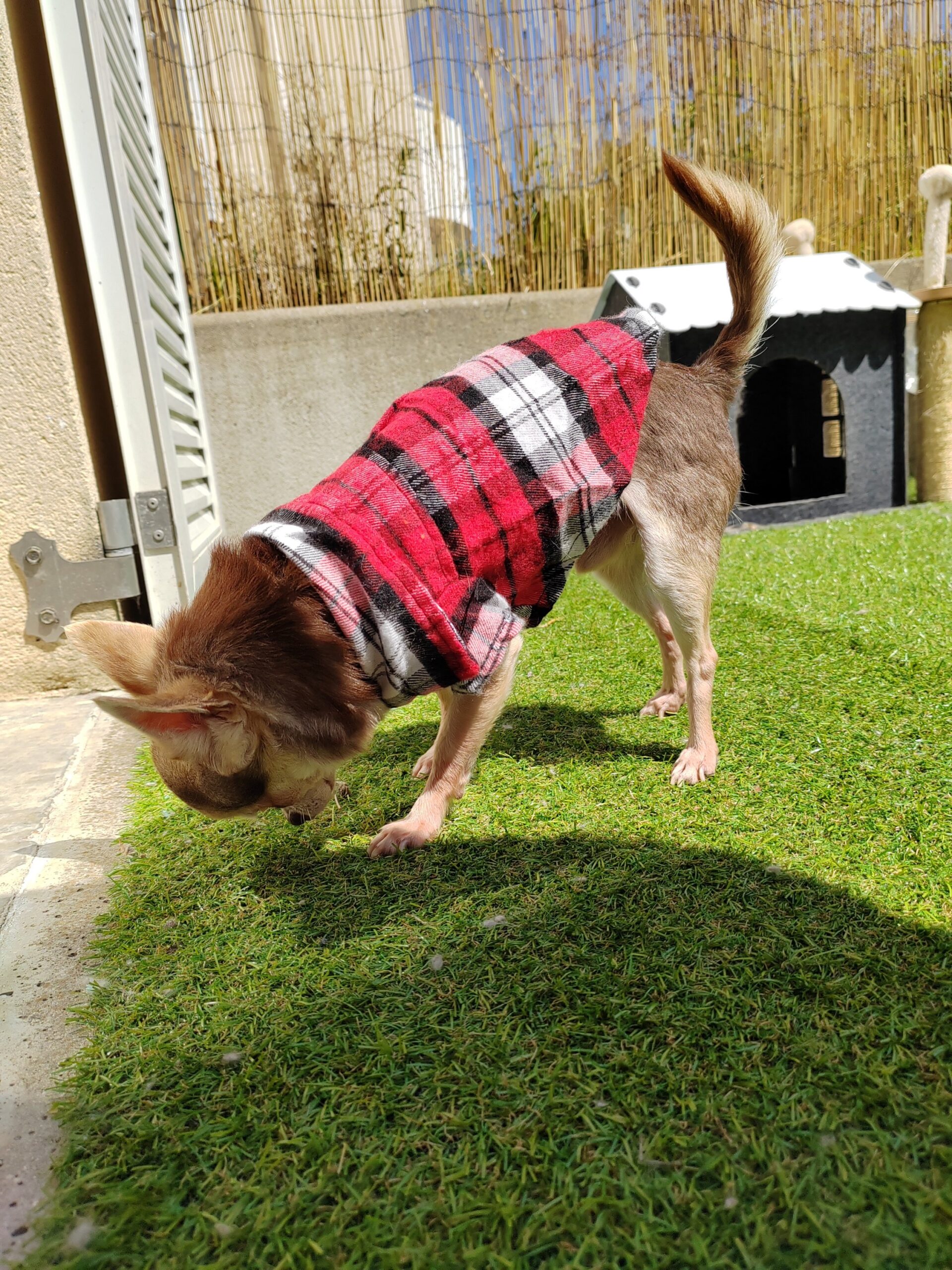chemise pour chien chemise pour chien