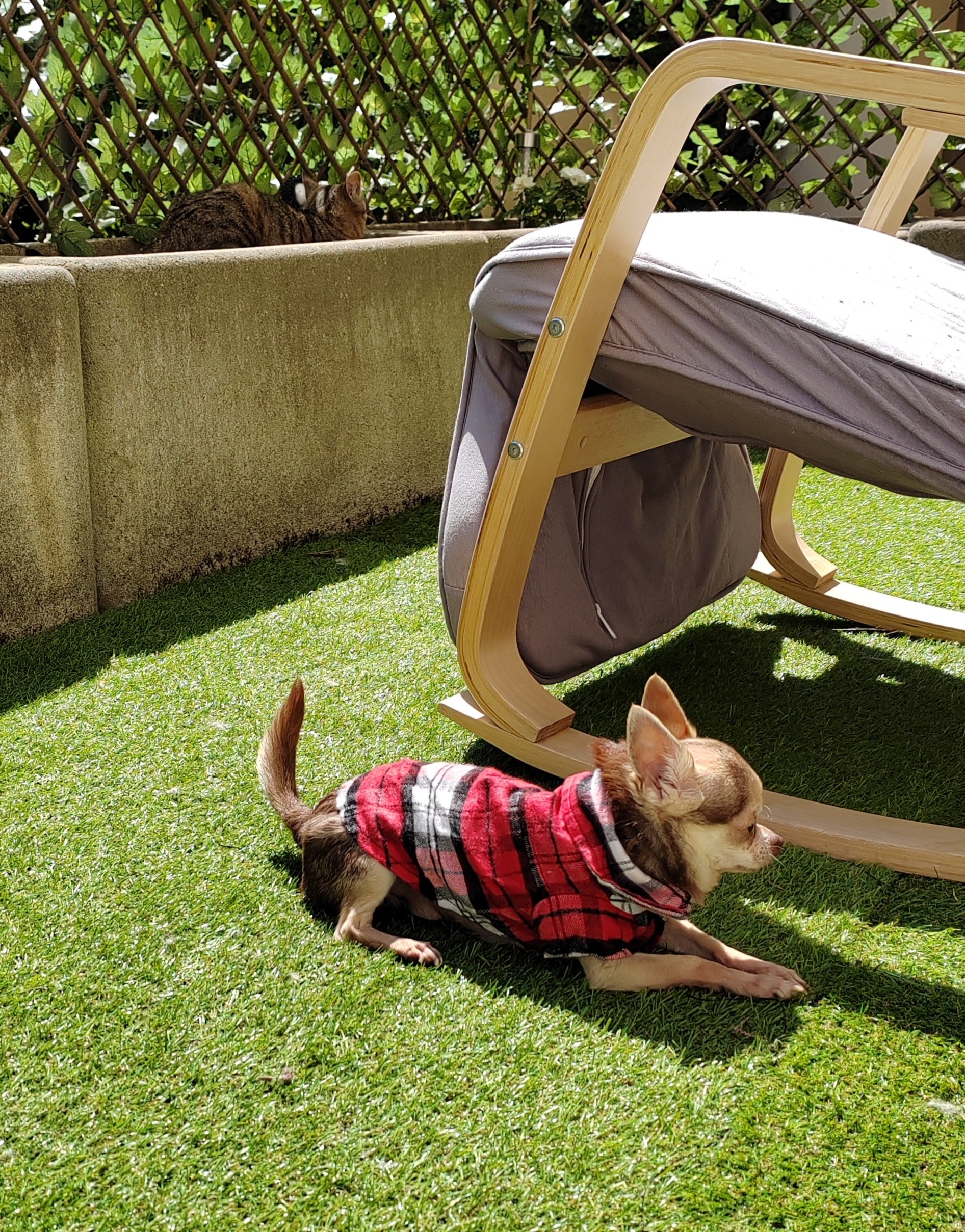 chemise pour chien chemise pour chien