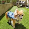 veste en jean pour chien