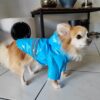 veste imperméable pour chien