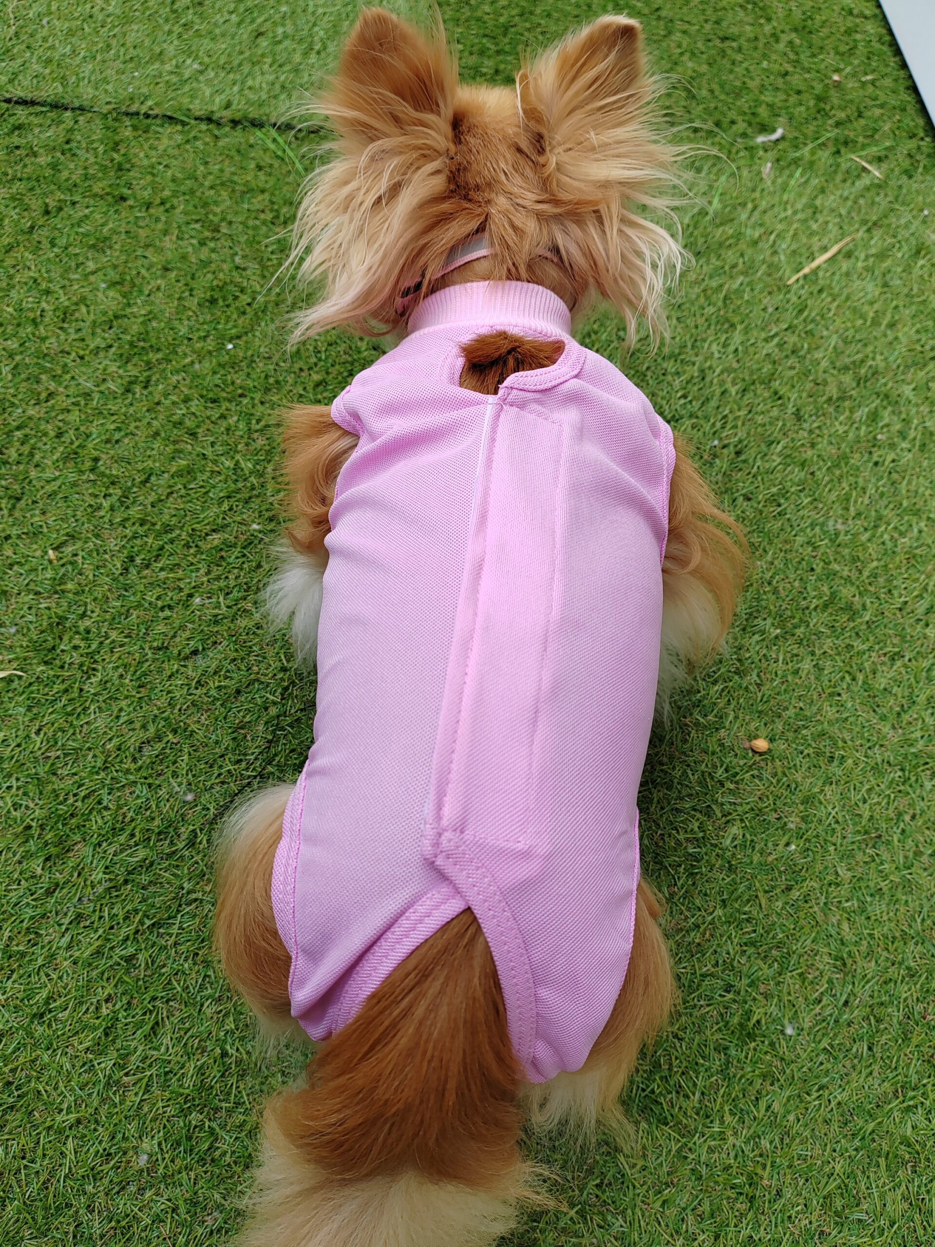 body post-opératoire pour chien body post-opératoire pour chien