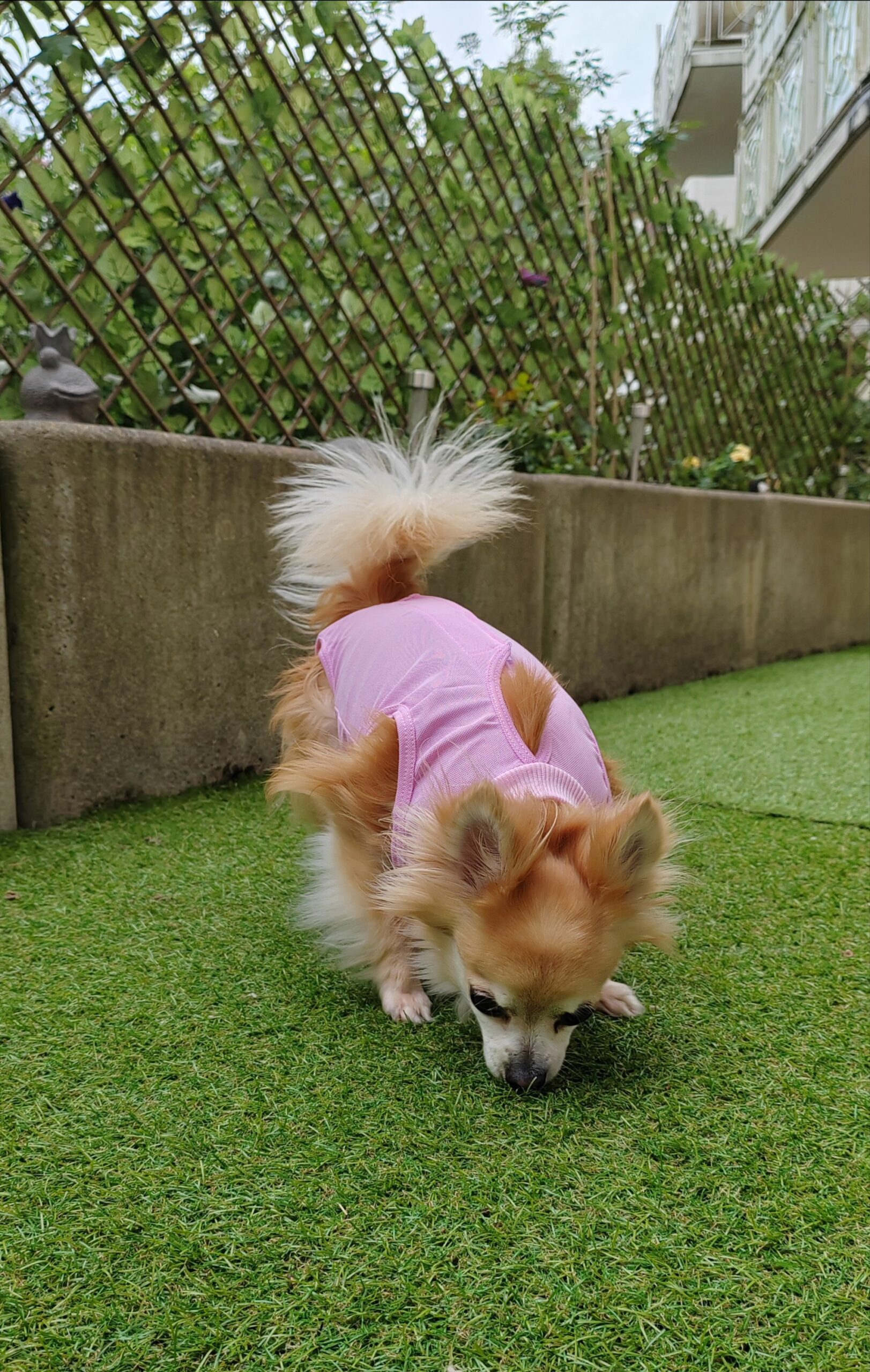 body post-opératoire pour chien body post-opératoire pour chien