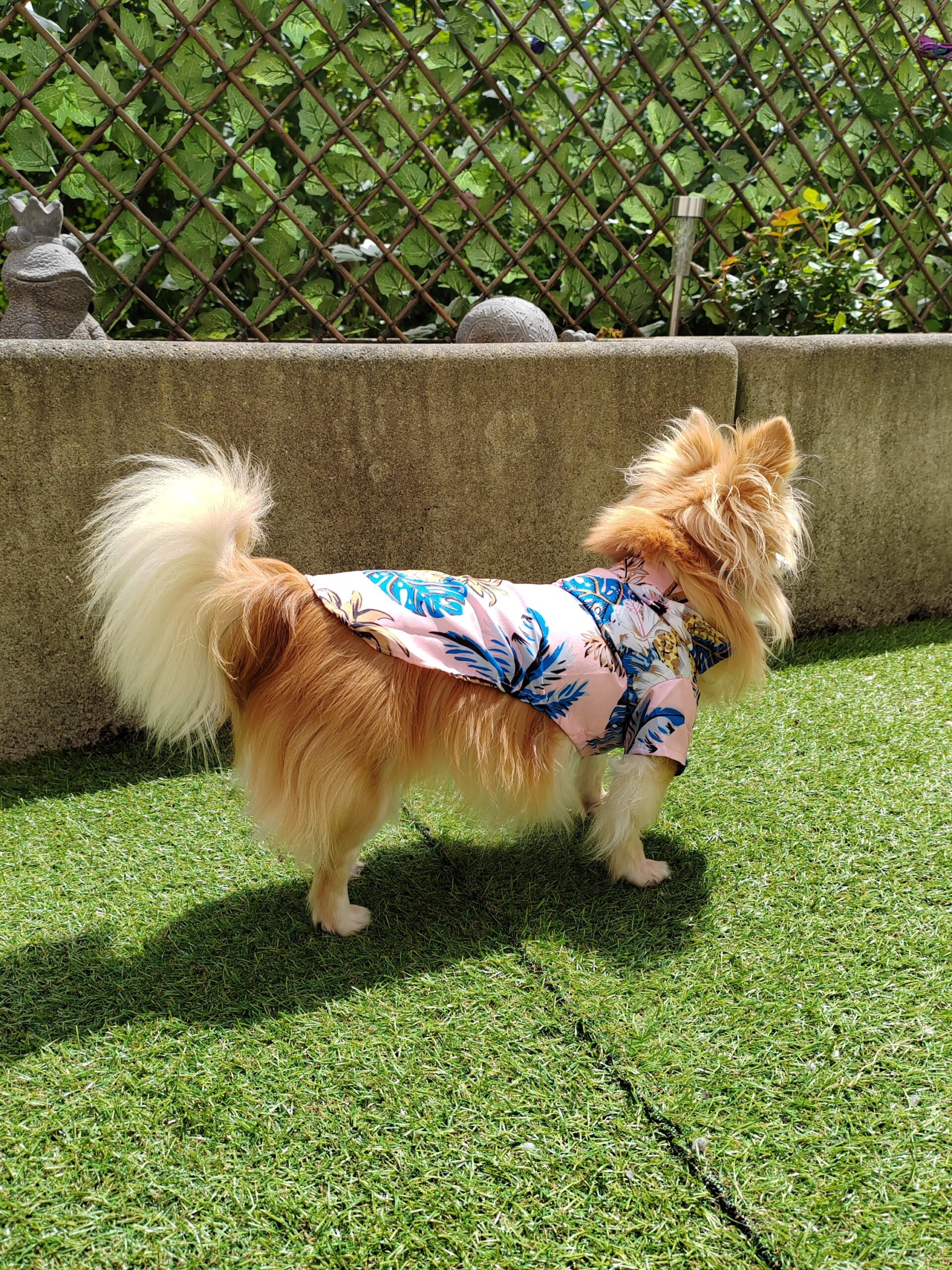 chemise pour chien
