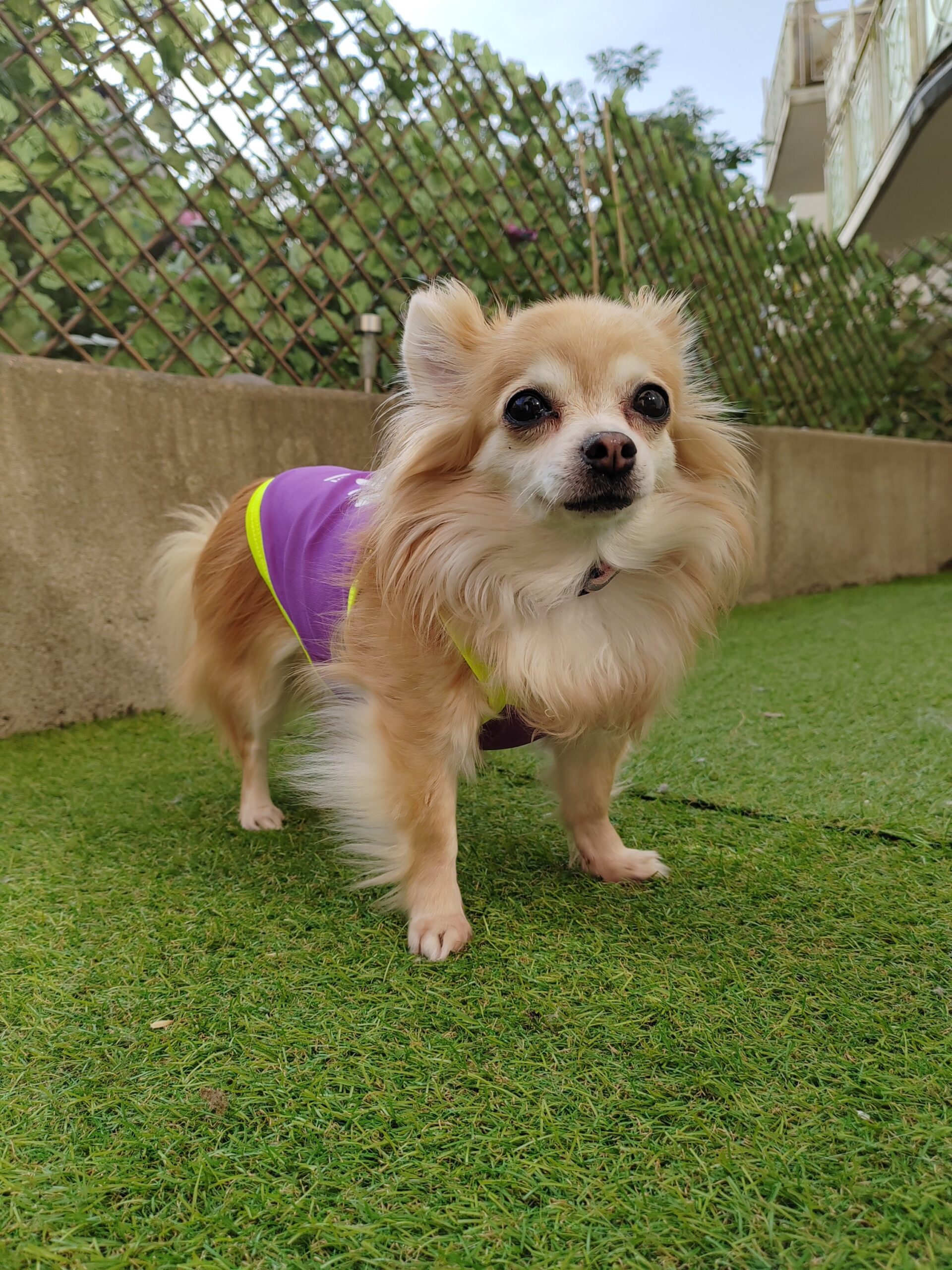 débardeur pour chien