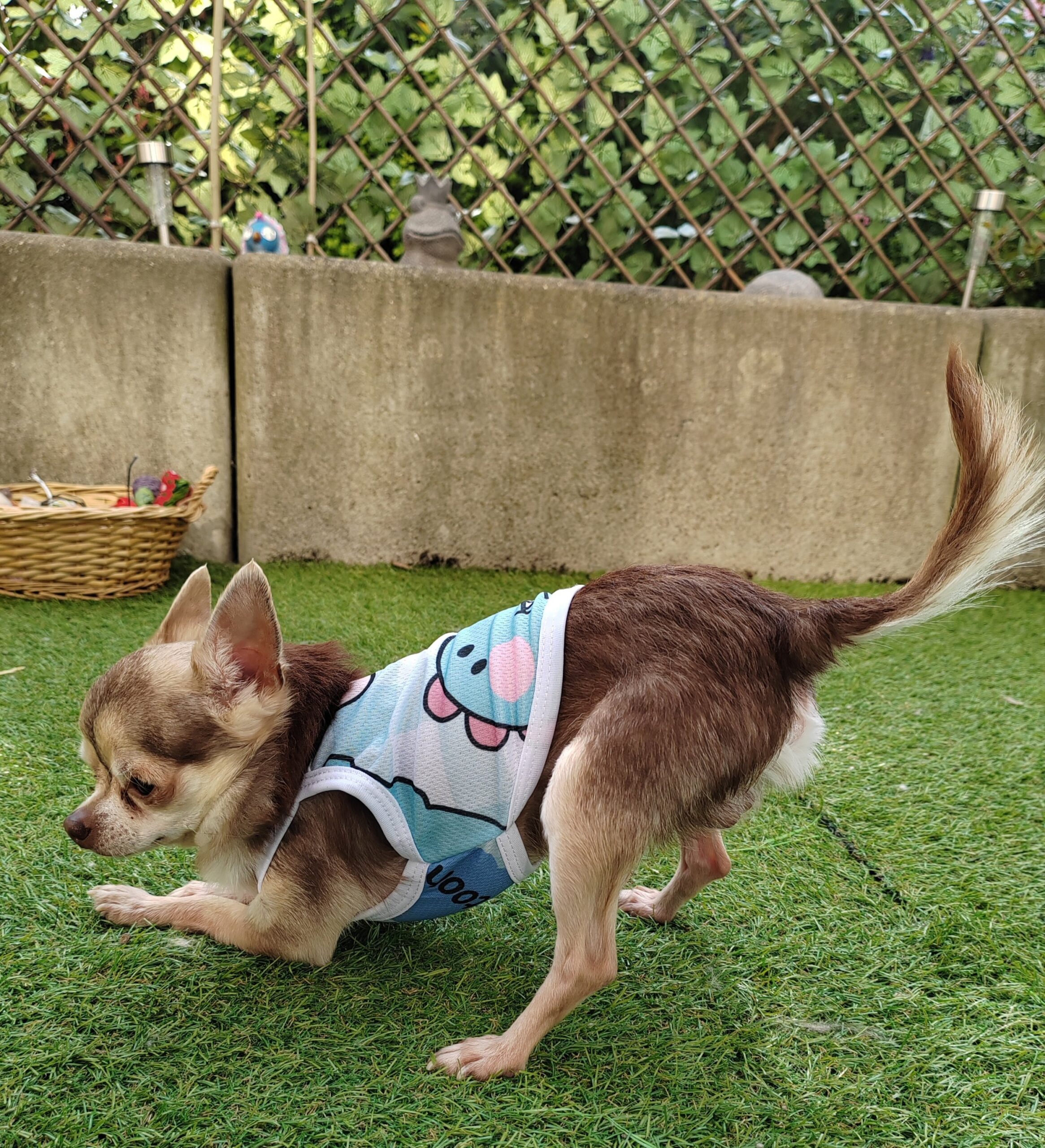 débardeur pour chien