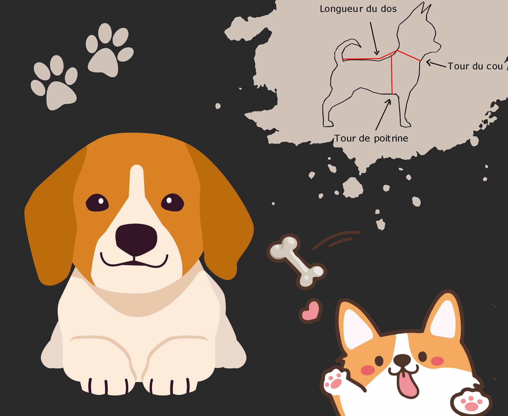 prise de mesure de taille chien