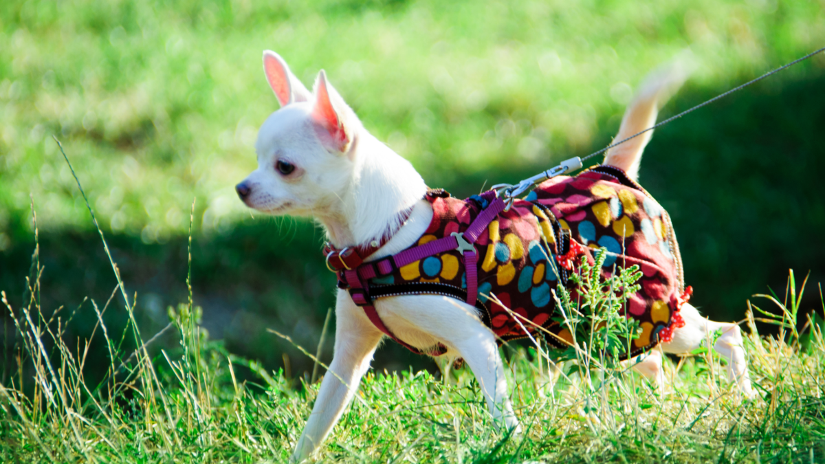Bienvenue sur LeBlogDesPetitesPattes, le blog incontournable sur les petits chiens !
