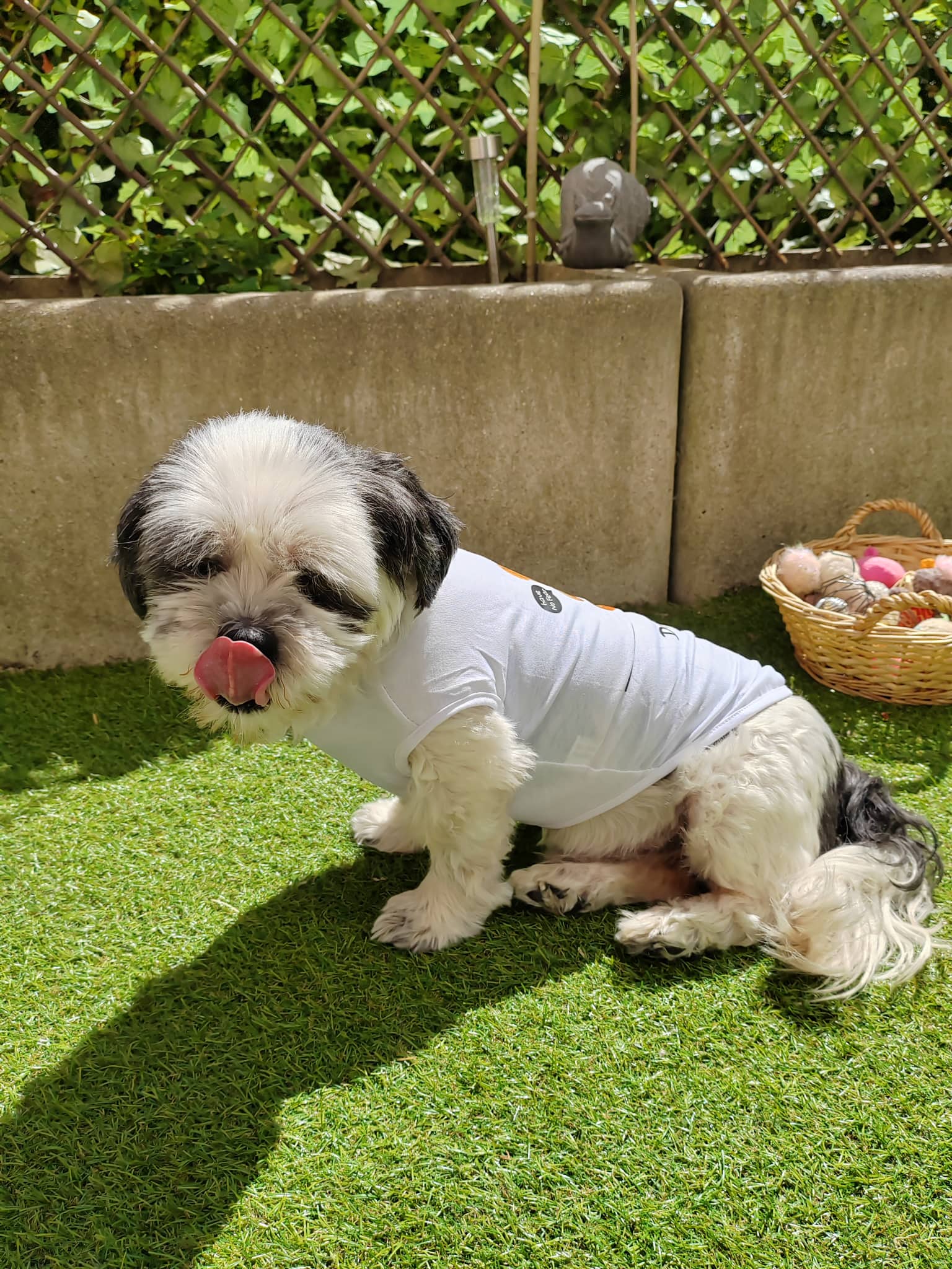 t-shirt pour chien t-shirt pour chien