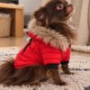 coupe vent pour chien