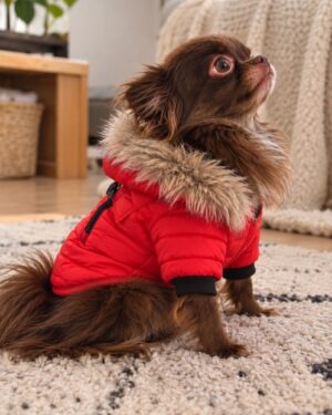 coupe vent pour chien