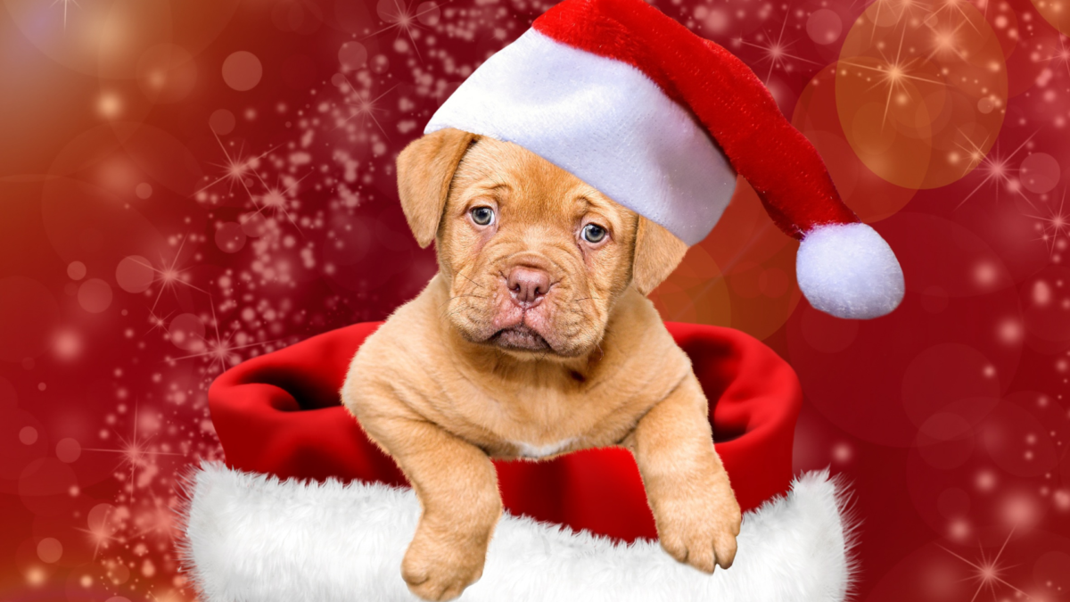 Offrir un animal de compagnie à Noël : une responsabilité plus qu’un simple cadeau