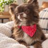 Collier bandana en nylon - Thumbnail Image 1