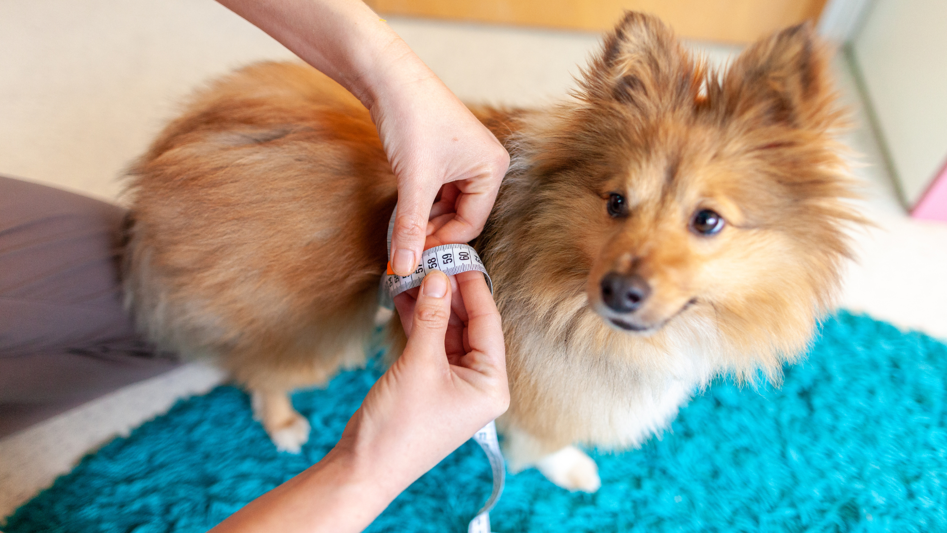 Lire la suite à propos de l’article Comment mesurer parfaitement son chien : notre guide