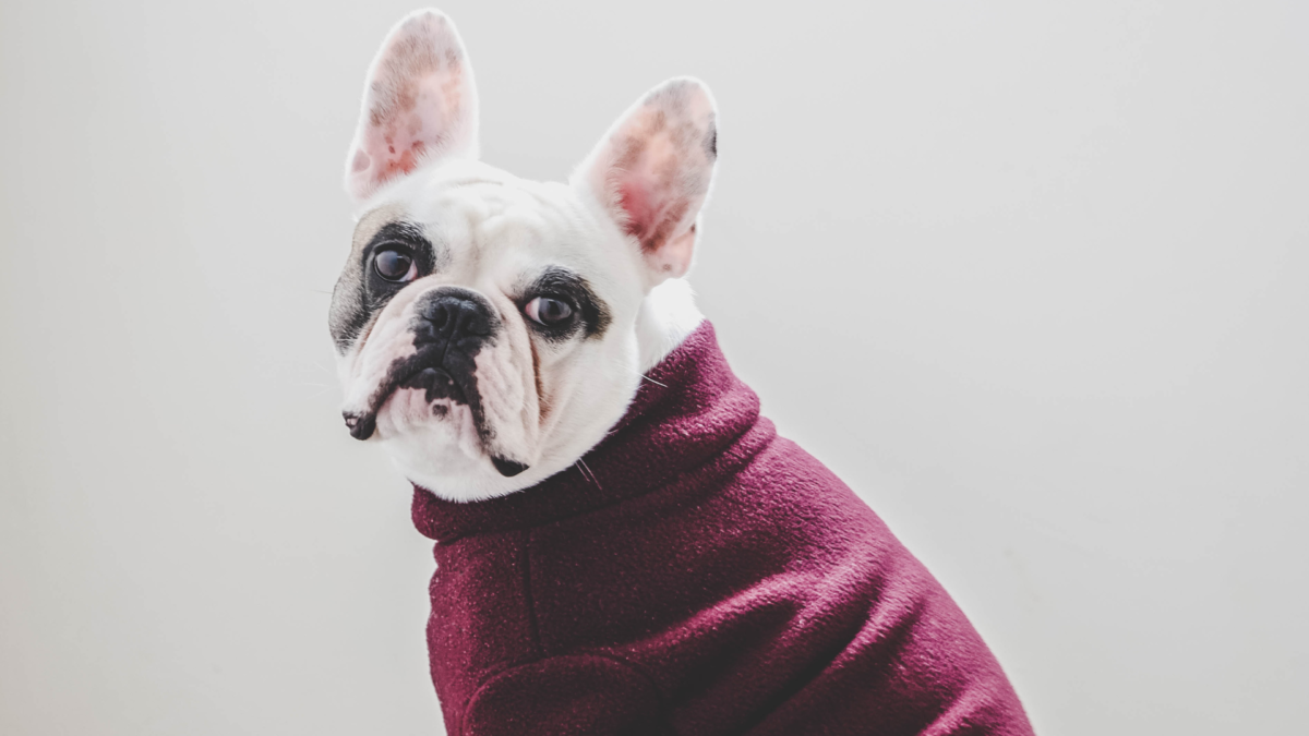 Le pull polaire pour chien : un cocon de chaleur et de confort pour vos toutous !