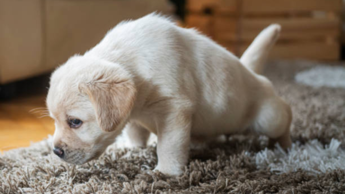 Nos 5 astuces infaillibles pour rendre son chien propre