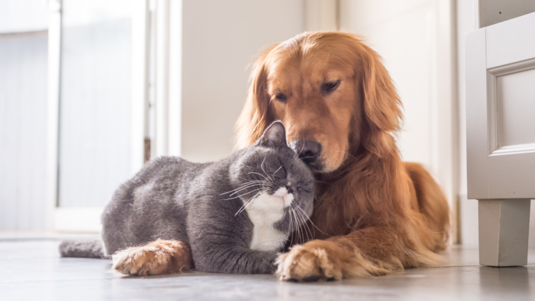 cohabitation entre chien et chat