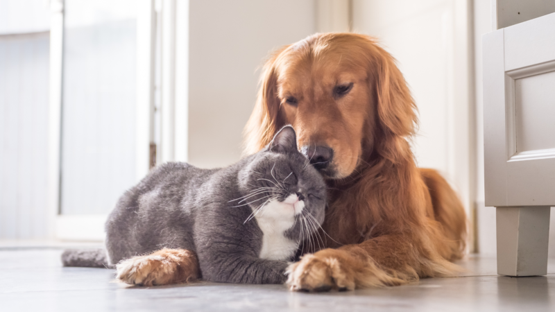 Cohabitation entre chien et chat : Conseils pour une entente parfaite à la maison