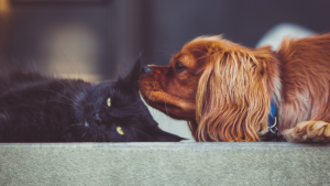 cohabitation entre chien et chat