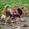 pull de noël pour chien