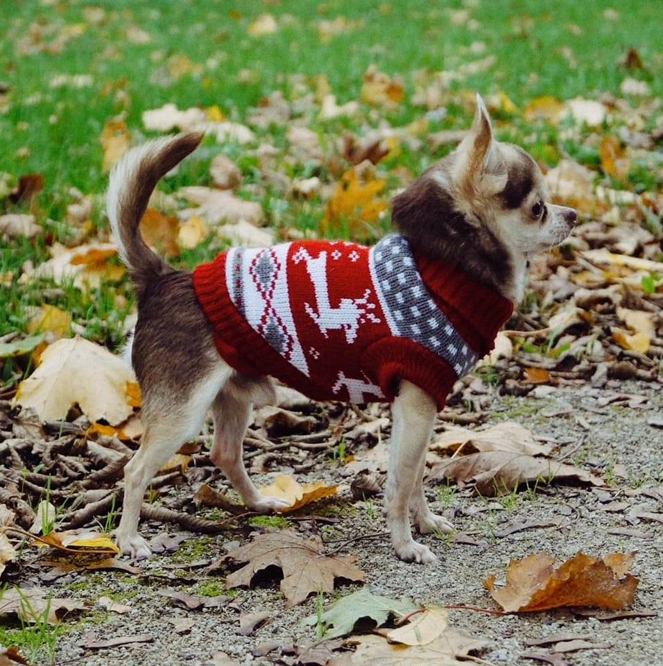 pull de noël pour chien