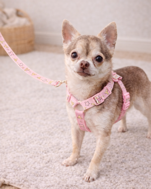 Harnais +laisse assortie