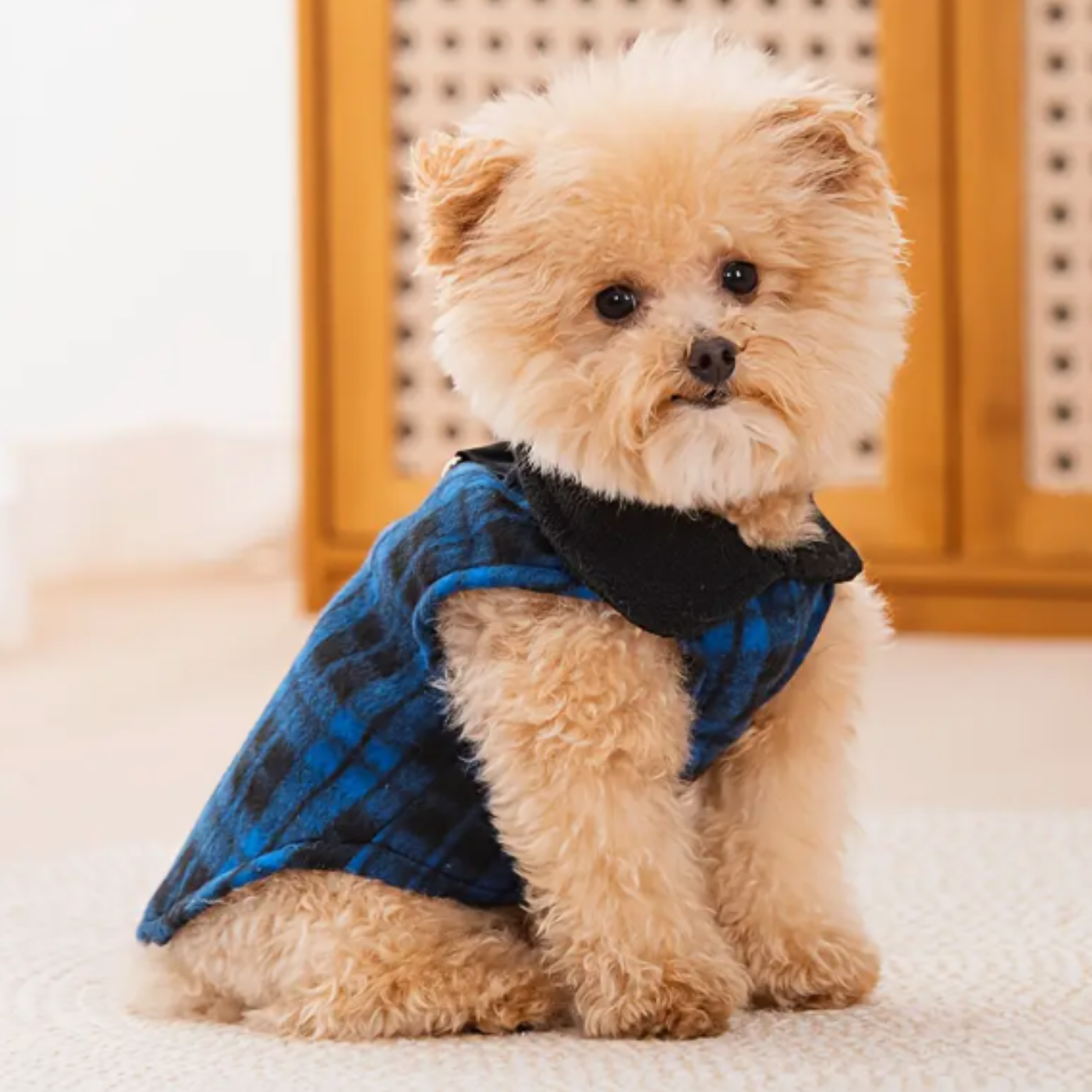 pull polaire pour chien pull polaire pour chien
