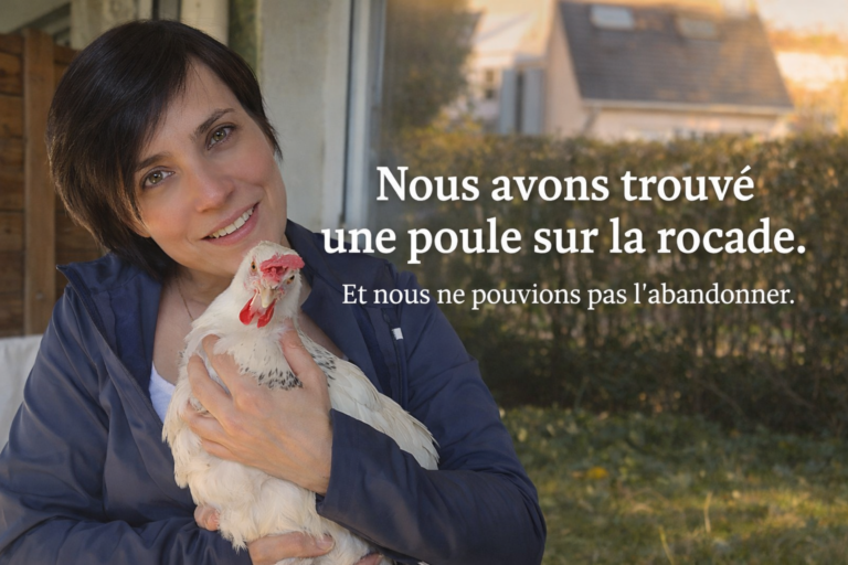 Le sauvetage improbable de la poule Brigitte (alias Pivoine)